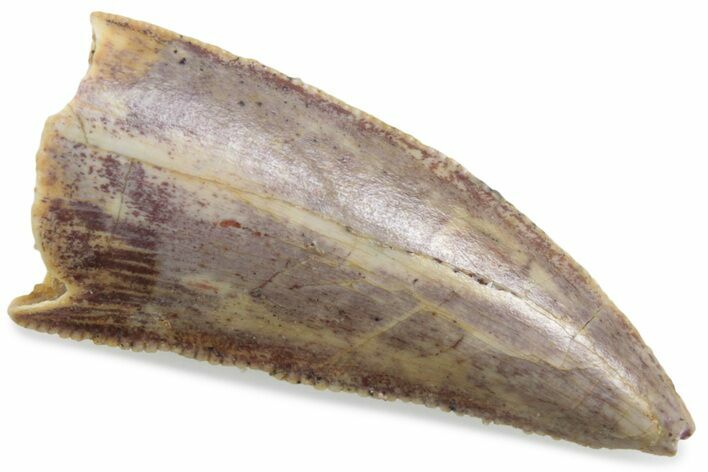 Serrated Raptor Tooth - Real Dinosaur Tooth #376416